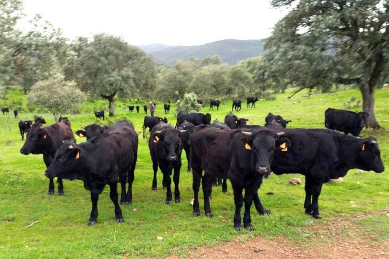 Vaquena Vaca negra andaluza