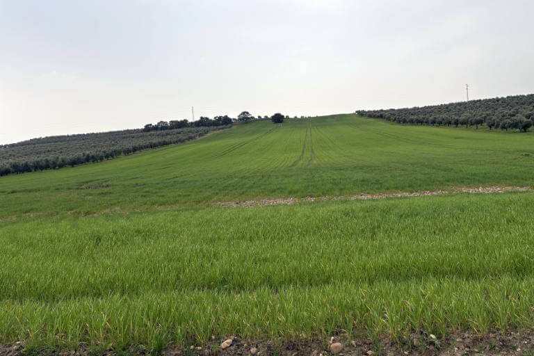 La Carlota. Cordoba