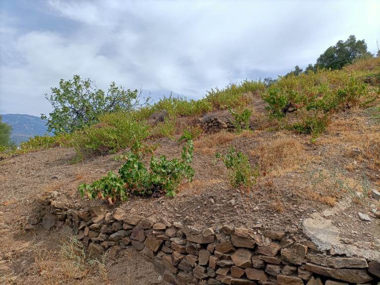Bodegas Bentomiz