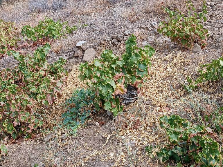 Bodegas Bentomiz