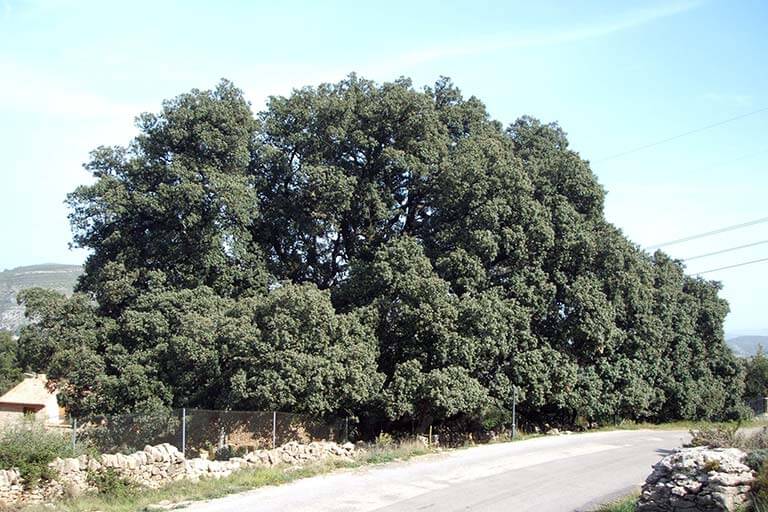 Culla , Castellon, Carrasca