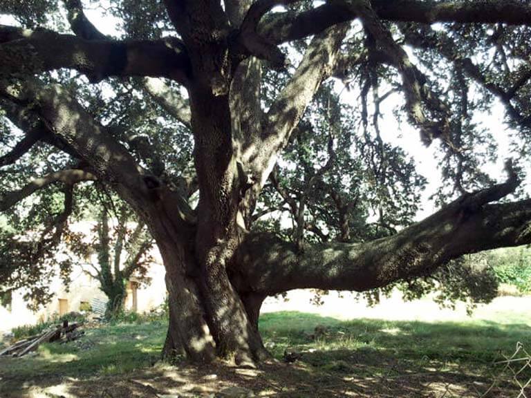 Culla , Castellon, Carrasca